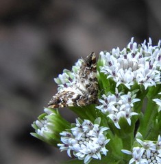 Enchoria lacteata