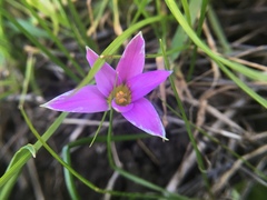 Romulea rosea australis