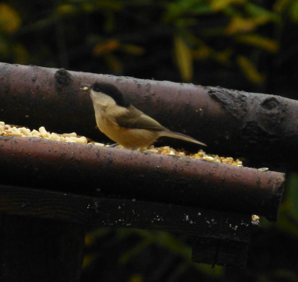 Poecile montanus kleinschmidti