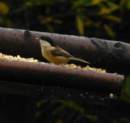 Poecile montanus kleinschmidti
