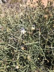 Wahlenbergia magaliesbergensis