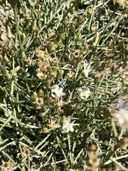 Wahlenbergia magaliesbergensis
