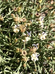 Wahlenbergia magaliesbergensis