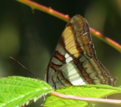 Image of Adelpha diocles