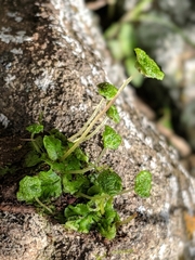 Cryptomitrium tenerum