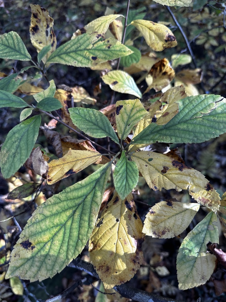 fetterbush from Church View, VA, US on October 29, 2023 at 02:07 PM by ...