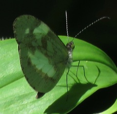 Dismorphia zathoe pallidula