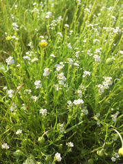 Plagiobothrys stipitatus