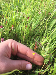 Cicendia quadrangularis