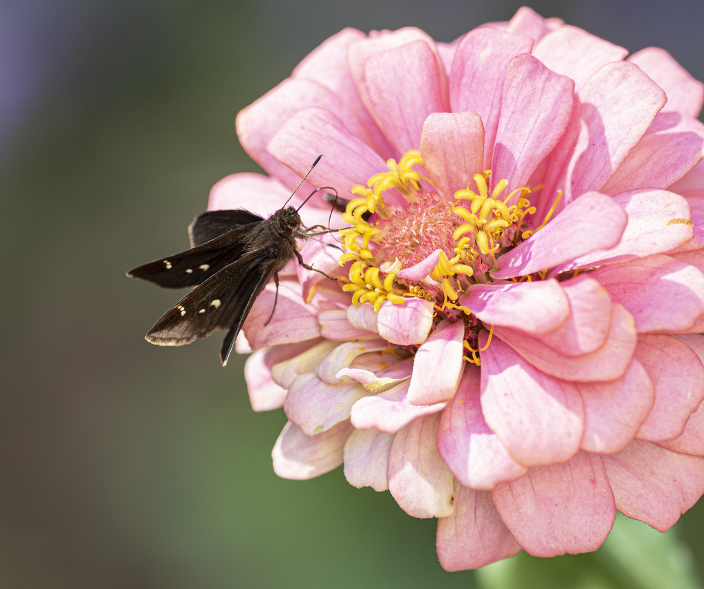 Clouded Skipper from Chatham County, NC, USA on October 29, 2023 at 02: ...