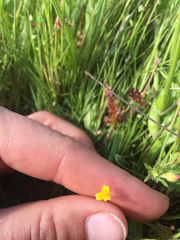 Cicendia quadrangularis