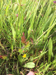 Cicendia quadrangularis