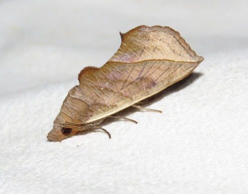 Calyptra thalictri