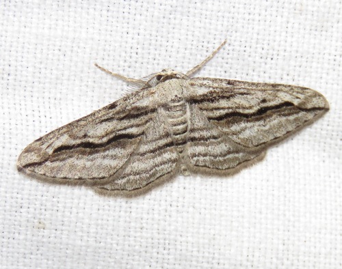 Ecleora solieraria