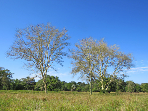 Vachellia xanthophloea