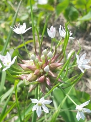 Allium canadense canadense