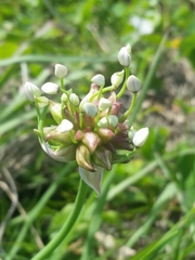 Allium canadense canadense