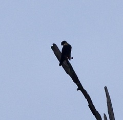 Falco rufigularis image
