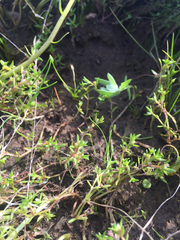 Crassula aquatica