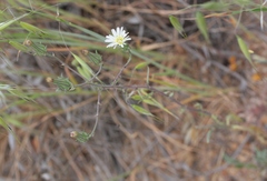 Rafinesquia californica