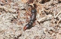 Amblyopone australis