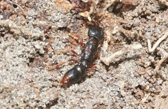 Amblyopone australis