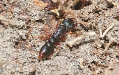 Amblyopone australis