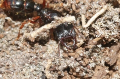 Amblyopone australis