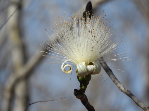 Pseudobombax ellipticum