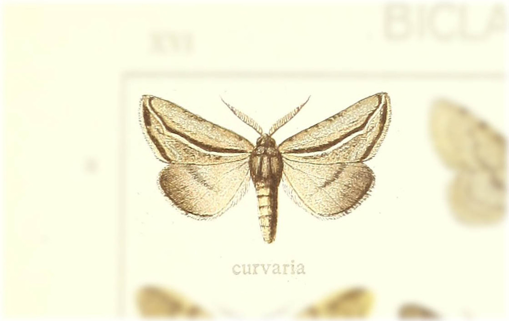 Drepanogynis curvaria