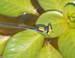 Pseudagrion aureofrons