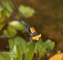 Pseudagrion aureofrons