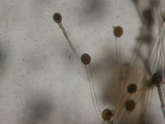 Allomyces
