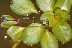 Pseudagrion aureofrons