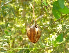 Aristolochia taliscana