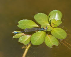 Pseudagrion aureofrons