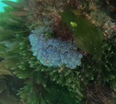 Clavelina moluccensis