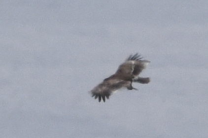 Steppe Eagle