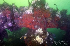 Corynactis australis