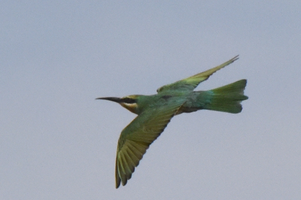 Blue-cheeked Bee-eater