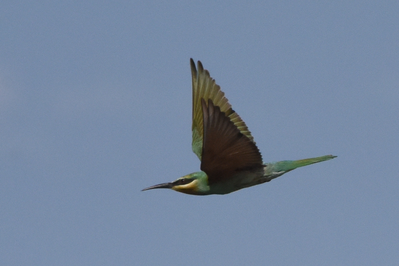 Blue-cheeked Bee-eater