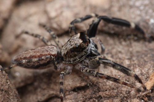 Helpis occidentalis