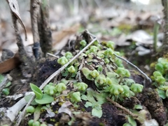 Asterella tenella