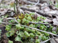 Asterella tenella