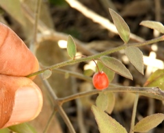 Crossopetalum