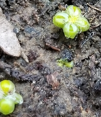 Asterella tenella