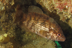Hypopterus macropterus