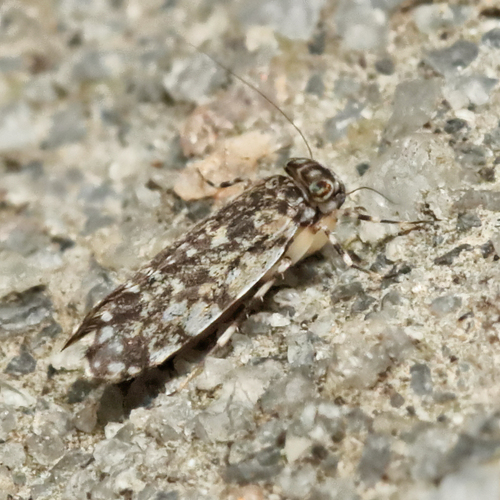 Japanese Barklouse photo 6