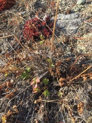 Drymocallis convallaria