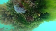 Clavelina moluccensis